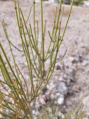 Ephedra nevadensis