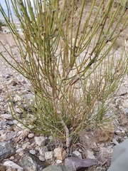 Ephedra nevadensis