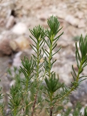 Peucephyllum schottii