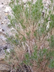 Peucephyllum schottii