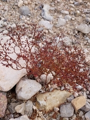 Eriogonum deflexum