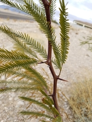 Prosopis glandulosa