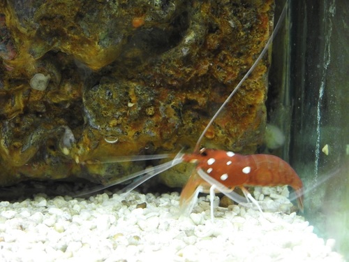 Lysmata debelius
