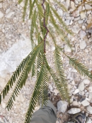 Prosopis glandulosa