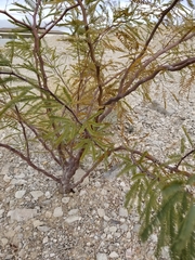 Prosopis glandulosa