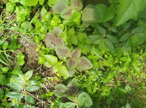 Coleus scutellarioides image