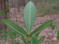 Viburnum sieboldii