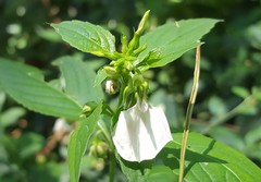 Pombalia communis
