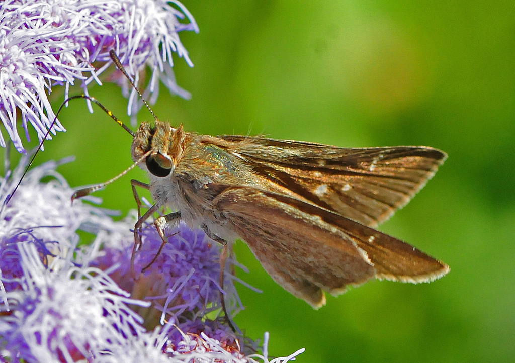 Eufala Skipper - Alabama Butterfly Atlas