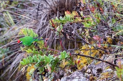 Oreopsittacus arfaki