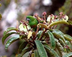 Oreopsittacus arfaki