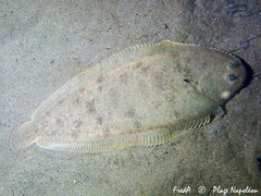 Sole photo 2
