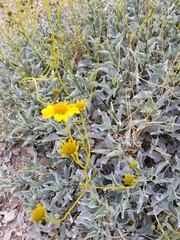 Encelia farinosa