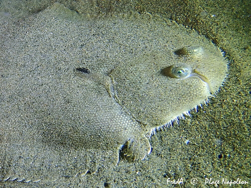 Common Sole