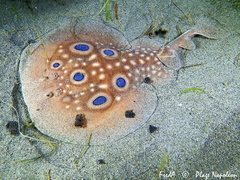 Common Torpedo photo 3