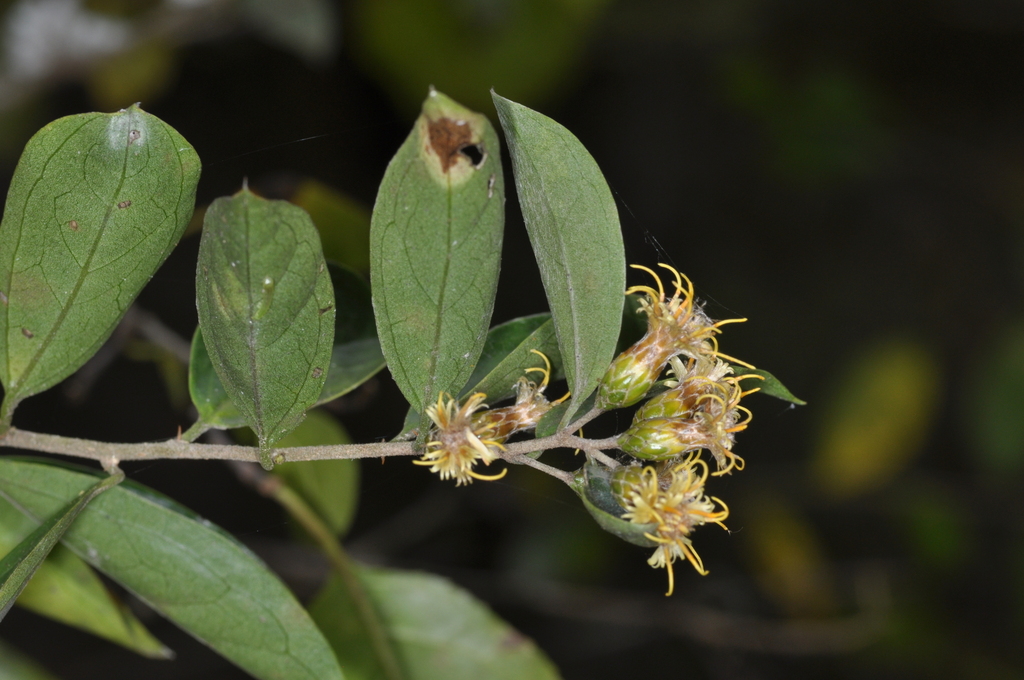Dasyphyllum inerme