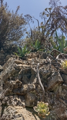 Agave americana subsp. americana image