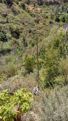 Agave americana subsp. americana image