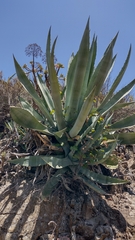 Agave americana subsp. americana image