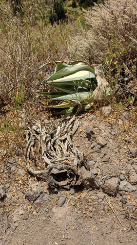 Agave americana subsp. americana image