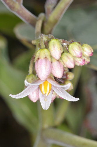 tamarillo