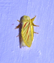 Grammodora nigrolineata