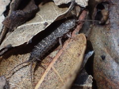 Allacrotelsa spinulata