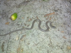 Coluber constrictor constrictor