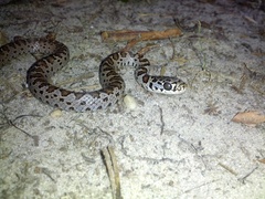 Coluber constrictor constrictor