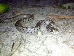 Coluber constrictor constrictor