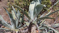 Agave americana subsp. americana image