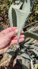 Agave americana subsp. americana image