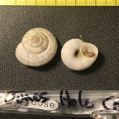 Oreohelix