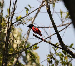 Pericrocotus brevirostris