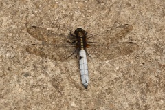 Orthetrum internum