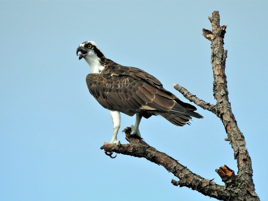 Osprey from High Ridge Scrub Natural Area 7300 High Ridge Road Boynton ...