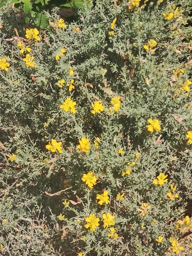 Genista microphylla image