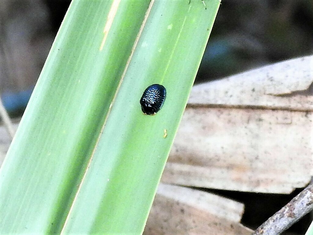 Palmetto Tortoise Beetle from High Ridge Scrub Natural Area 7300 High ...