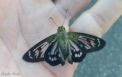 Phanus australis