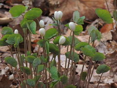 Jeffersonia diphylla