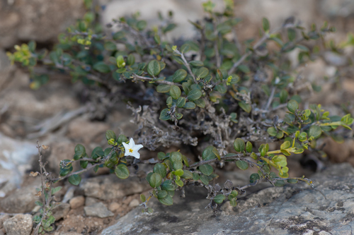 Heliotropiaceae image