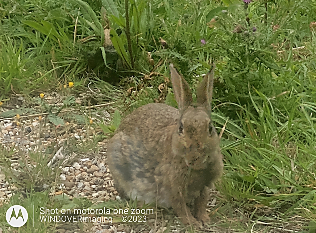 European Rabbit from Milton Street, Polegate BN26 5RP, UK on July 21