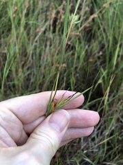 Themeda triandra