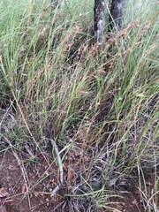 Themeda triandra