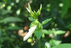 Pombalia communis