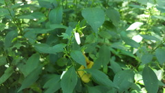 Pombalia communis