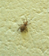 Chalepistes compressus