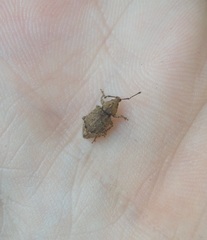 Chalepistes compressus