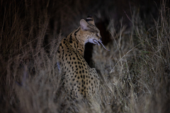 Leptailurus serval