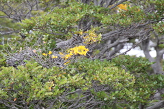 Nothofagus betuloides